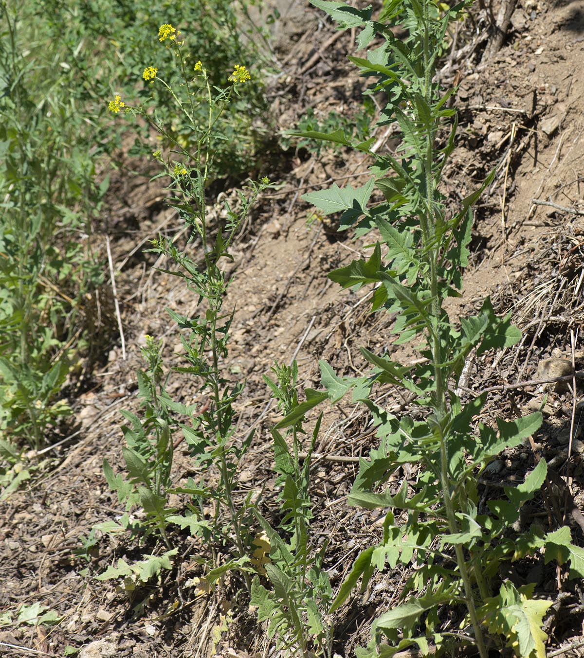 Habitus